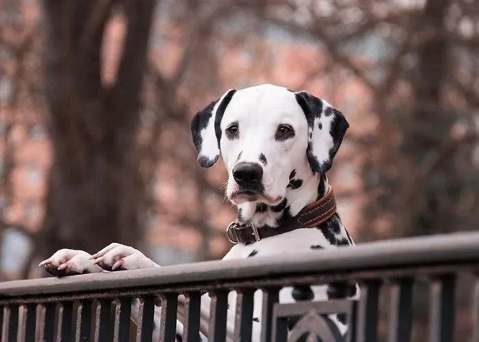 Lachmoewennest Lejlighed *